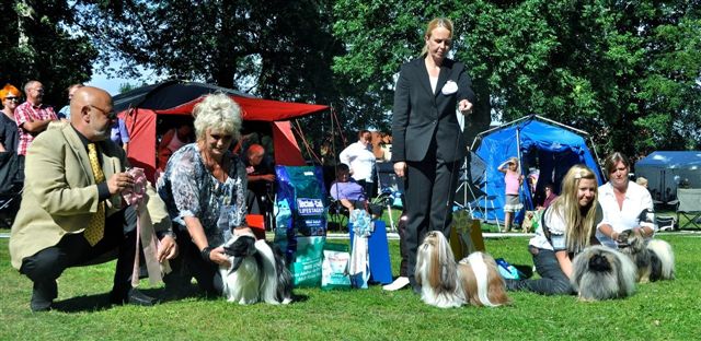 Shih Tzu Danmark Grenaa